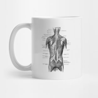 Human Muscular System - Back and Glutes - Vintage Anatomy Mug